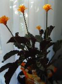 Krukblommor Calathea, Zebra Växt, Påfågel Anläggning örtväxter foto, egenskaper apelsin