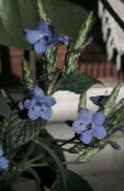 Kvetinové Kvety Modrá Šalvia, Modrý Eranthemum kríki fotografie, vlastnosti modrá