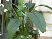 Mir Ljiljan (Spathiphyllum) Zeljasta Biljka bijela, karakteristike, foto