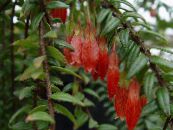 Εσωτερικά λουλούδια Agapetes αιωρούμενα φωτογραφία, χαρακτηριστικά κόκκινος