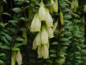 Agapetes  Ampelnye bílá, charakteristiky, fotografie