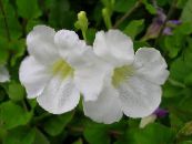 Pote flores Asystasia arbusto foto, características branco