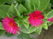 Kambarines gėles Aptenia kabo augalų nuotrauka, charakteristikos rožinis