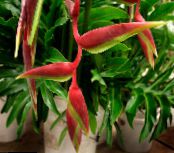 ბანკში ყვავილები Lobster Claw,  ბალახოვანი მცენარე, Heliconia ფოტო, მახასიათებლები წითელი