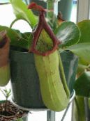 Majom Bambusz Kancsó (Nepenthes) Kúszónövény zöld, jellemzők, fénykép