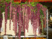 Pot Blomster Amaranthus, Love-Løgn-Blødning, Kiwicha urteaktig plante, Amaranthus caudatus bilde, kjennetegn claret