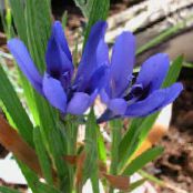 Baboon Flower, Baboon Root (Babiana) Planta Herbácea luz azul, características, foto
