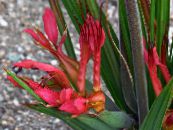 Podu Ziedi Paviāns Ziedu, Baboon Sakne zālaugu augs, Babiana foto, raksturlielumi sarkans