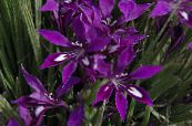 Krukblommor Babian Blomma, Babian Rot örtväxter, Babiana foto, egenskaper violett