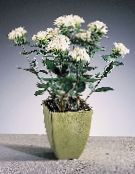 ბანკში ყვავილები Jasmine ქარხანა, ალისფერი Trumpetilla ბუში, Bouvardia ფოტო, მახასიათებლები თეთრი
