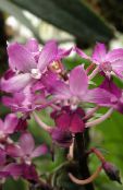 Flores de salón Calanthe herbáceas foto, características rosa