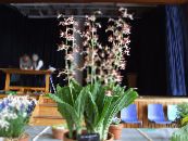 Pot Bloemen Calanthe kruidachtige plant foto, karakteristieken bruin