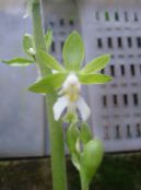Saksı çiçekleri Calanthe otsu bir bitkidir fotoğraf, özellikleri yeşil