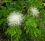 Red Powder Puff (Calliandra) Arbusto branco, características, foto
