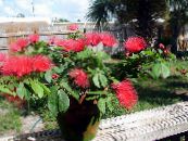 Oală Flori Roșu Puf De Pulbere arbust, Calliandra fotografie, caracteristici roșu