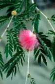 Rdeča Puff Prahu (Calliandra) Grmi roza, značilnosti, fotografija