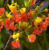 Castanospermum Australe  Stromy oranžový, charakteristiky, fotografie