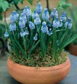 Grape Hyacinth (Muscari) Herbaceous Plant light blue, characteristics, photo