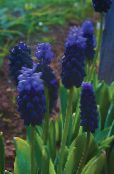 Vínber Hyacinth