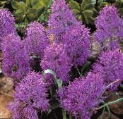 葡萄风信子 (Muscari) 草本植物 紫, 特点, 照片