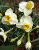 Påskliljor, Daffy Ner Dillyen (Narcissus) Örtväxter vit, egenskaper, foto