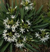 des fleurs en pot Mer Jonquille, Lys De Mer, Le Sable Lys herbeux, Pancratium photo, les caractéristiques blanc