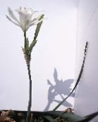 Pot Flowers Sea Daffodil, Sea Lily, Sand Lily herbaceous plant, Pancratium photo, characteristics white