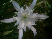 Pot Blomster Sea ​​påskelilje, Hav Lilje, Sand Lilje urteagtige plante, Pancratium foto, egenskaber hvid