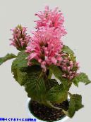  巴西羽，火鹤花 灌木, Jacobinia 照片, 特点 粉红色