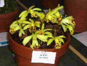 Pote flores Indian Crocus planta herbácea, Pleione foto, características amarelo