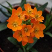 Kambarines gėles Kabančios Žvaigždė Betliejaus žolinis augalas, Ornithogalum nuotrauka, charakteristikos oranžinis