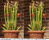 Plantă Ulcior (Sarracenia) Planta Erbacee roșu, caracteristici, fotografie