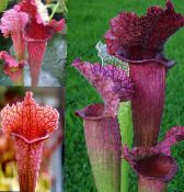 Pot Bloemen Waterkruikinstallatie kruidachtige plant, Sarracenia foto, karakteristieken claret