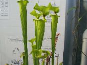 Стомна За Растителна (Sarracenia) Тревисто зелен, характеристики, снимка
