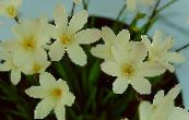 Sparaxis  Herbaceous Plant white, characteristics, photo