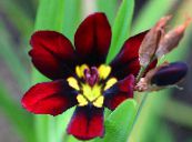 Комнатные цветы Спараксис травянистые, Sparaxis фото, характеристика бордовый