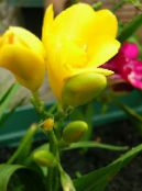 Pot Virágok Sparaxis lágyszárú növény fénykép, jellemzők sárga