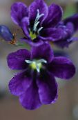 Produsului Sparaxis  Planta Erbacee violet, caracteristici, fotografie