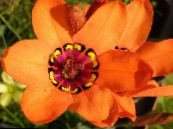 Pot Virágok Sparaxis lágyszárú növény fénykép, jellemzők narancs