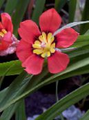 Pot Virágok Sparaxis lágyszárú növény fénykép, jellemzők piros