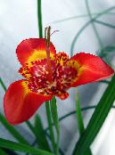 Tigridia, Meksička Školjaka Cvijet  Zeljasta Biljka crvena, karakteristike, foto