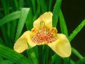 Tigridia, Мексикански Черупка-Цвете  Тревисто жълт, характеристики, снимка