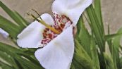  Tigridia, Mexikói Shell-Virág lágyszárú növény fénykép, jellemzők fehér