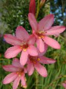Tritonia  Žolinis Augalas rožinis, charakteristikos, nuotrauka