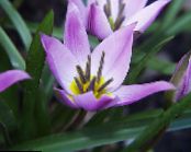 Затворене Цветови Лала травната, Tulipa фотографија, карактеристике лила