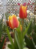 Unutarnja Cvjetovi Lala zeljasta biljka, Tulipa foto, karakteristike crvena