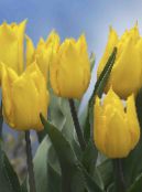 Tulipán (Tulipa) Bylinné žlutý, charakteristiky, fotografie