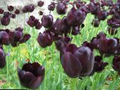 Tulp (Tulipa) Kruidachtige Plant claret, karakteristieken, foto