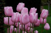 Pottinn blóm Tulip herbaceous planta, Tulipa mynd, einkenni bleikur