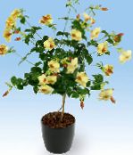 Pokojowe Kwiaty Allamanda liana zdjęcie, charakterystyka żółty